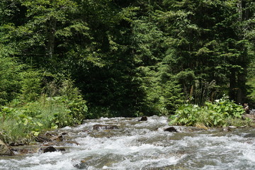 Obraz premium Summer nature