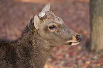 Fototapeta premium 奈良公園 鹿と紅葉