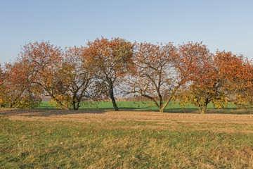 Fototapeta premium Cherry Orchard in Autumn