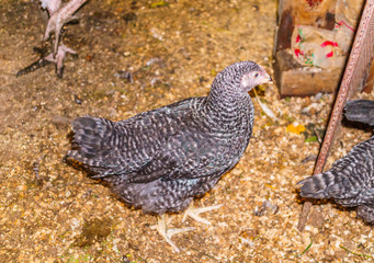 A hen in a barn on a home farm.