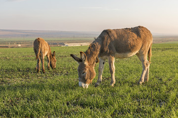 Donkeys graze, Green meadows