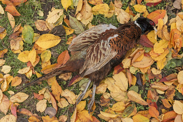 Pheasant carcass, Trophies of hunting