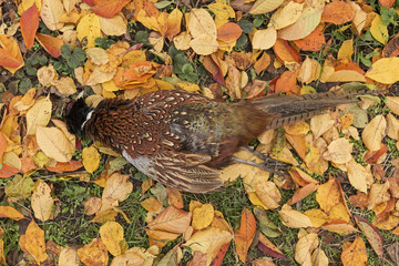 Pheasant carcass, Trophies of hunting