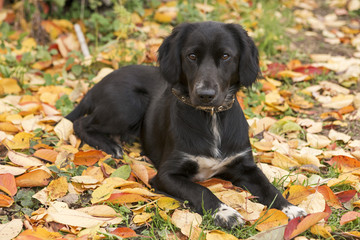 Spaniel and Pheasant