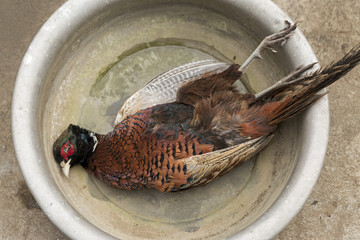 Pheasant carcass, Trophies of hunting