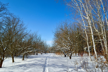 Winter trees covered with snow against the blue sky