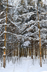 Fototapety na wymiar - Fototapeta24.pl