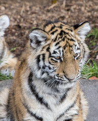 the tiger family