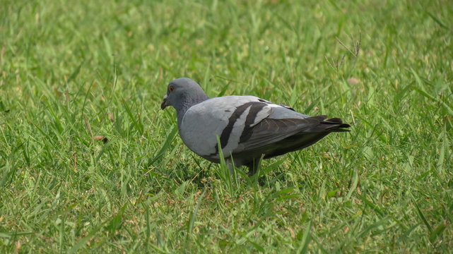 Portugal - Lisbonne - Belem - pigeon