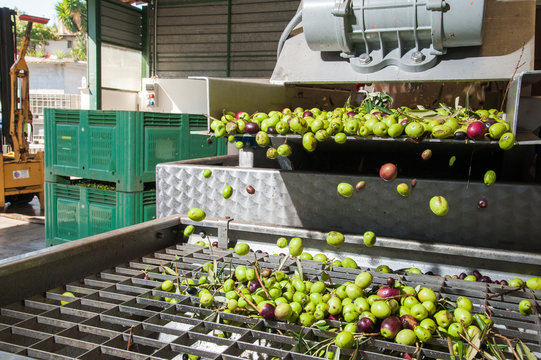 Just washed olives falling through a defoliator filter in the machine for milling