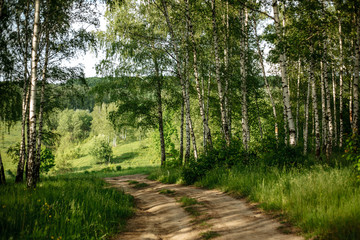 Road in the birch grove to the green field