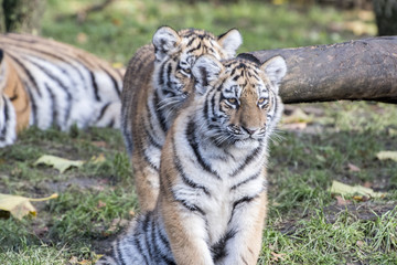 Fototapeta na wymiar the tiger family
