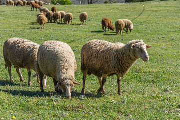 Sheeps in a field