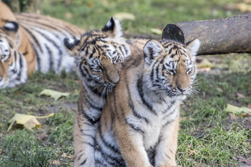 the tiger family