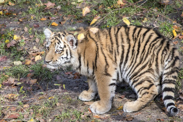 Fototapeta premium the tiger family