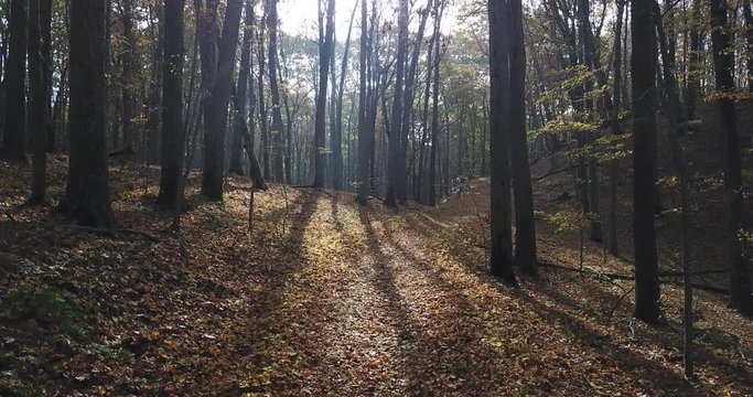 looking into the light on the trail in the woods
