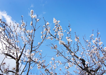 Blossoming almond trees