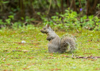 Gray squirrels standing in the grass