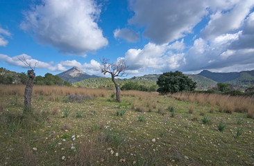 Blossoming almond trees