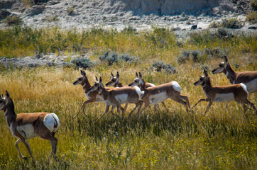 Obraz na płótnie Canvas Antelope Running