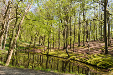 Wald im Frühling am Hochufeweg, Lietzow, Rügen