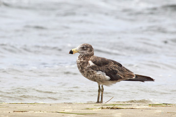 Juvenile Dickschnabelmöwe (Larus pacificus) am Ufer des Lake King in Lakes Entrance, Victoria, Australien.