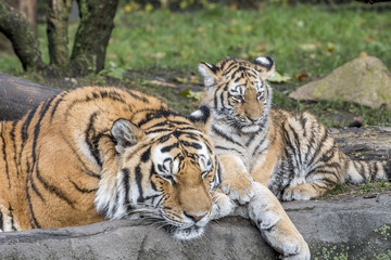 Fototapeta na wymiar the tiger family