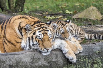 the tiger family