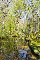 Wald im Frühling am Hochufeweg, Lietzow, Rügen