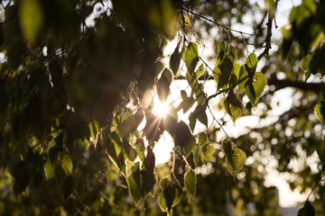 Green leaves in the late afternoon with the sun in the background focus and blur