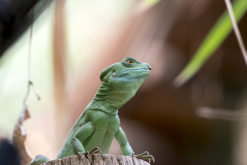  jesus christ lizard - common basilisk