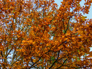 multi-colored yellow, red, green leaves in late autumn