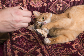 Lazy cat