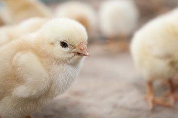 Newborn chick standing lonely in a group of friends
