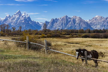 Horse and Tetons