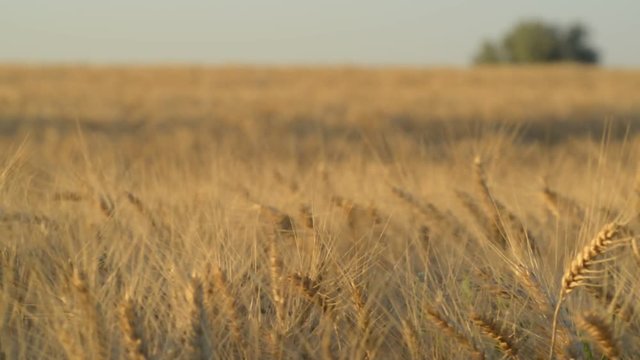 Golden Ears of ripe wheat on the field swaing on the wind in the evening