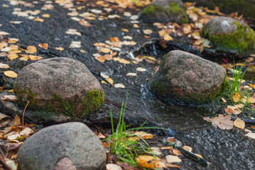 Water stream - creek with floating yellow leaves