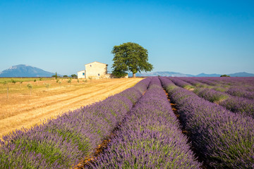Naklejka na ściany i meble Beautiful countryside with lavender field near Valensole village, Provence, France