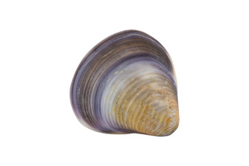 shell on white background, clipping part