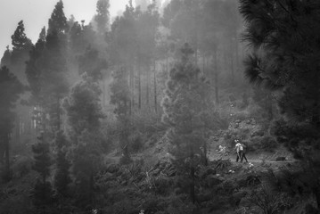 couple walks through the woods among the trees and fog black and white