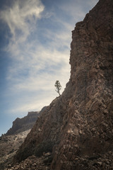 árbol crece en un saliente de las rocas de un acantilado