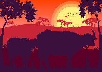 Buffalo sunset evening and grassland meadow landscape vector Illustrator