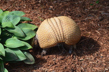 An Armodilla hiding under a plant