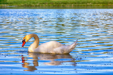 Mute Swan said most beautiful Regal bird