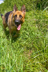 German shepherd on green grass in park