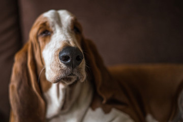 Dog calm basset dog sleeping on the sofa with friendly and serene look in the morning