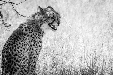 Cheetah in Kalhari