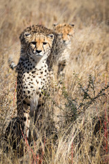 Cheetah in Kalhari