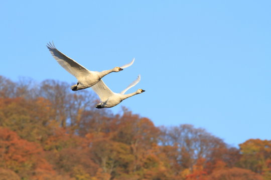 紅葉をバックに舞う白鳥　Swans flying in autumn colors	