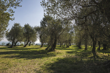 Olives trees